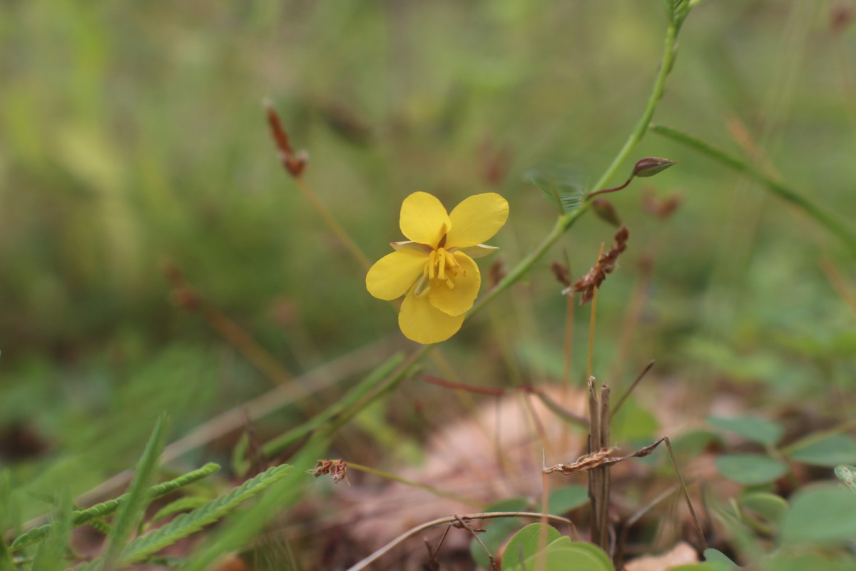 Chamaecrista mimosoides (L.) Greene